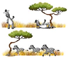 Zebras descansando no campo vetor