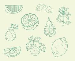 oito ícones de bergamota vetor