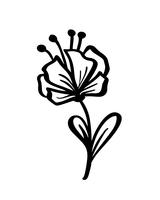 Entregue elementos florais esboçados do vintage do vetor - os redemoinhos da flor das folhas dos louros e as penas. Livre e selvagem. Perfeito para convites cartões, citações blogs quadros de casamento, cartazes