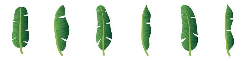 Folhas frescas verdes de vetor realista 3D com banana