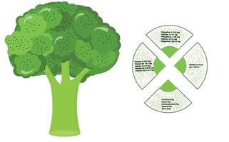 brócolis nutriente infográficos vitaminas alimentos saudáveis. ilustração vetorial vetor