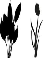 imagem do uma monocromático junco, grama ou junco em uma branco fundo.isolado vetor desenho.preto Relva gráfico silhueta.
