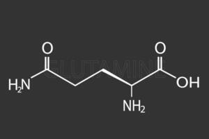 glutamina molecular esquelético químico Fórmula vetor