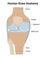 humano joelho anatomia Ciência Projeto vetor ilustração