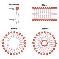 fosfolipídio bicamada micela lipossoma Ciência Projeto vetor ilustração