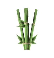 folhas botânicas de bambu vetor