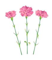 três Rosa cravos em uma branco fundo. delicado branco flores em grandes verde hastes. conjunto para mãe dia, vitória dia, 9 poderia. vetor clipart para Casamento convites.