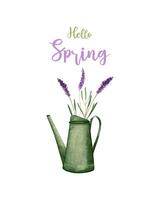 Olá Primavera ilustrado verde rega pode com roxa flores lavandas, significando sazonal mudar. isolado, branco fundo. vetor