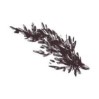 grama, floresta musgo. gráfico botânico ilustração mão desenhado dentro Castanho tinta. isolado objeto vetor