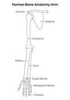 humano osso anatomia braço Ciência Projeto vetor ilustração