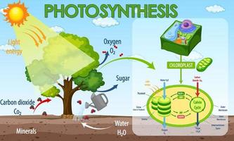 diagrama mostrando o processo de fotossíntese na planta vetor