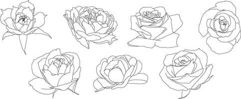 flores ilustração conjunto do linha arte rosas isolado em branco fundo. isto coleção do linha arte rosas vitrines a beleza do esses icônico flores dentro uma minimalismo vetor