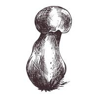 floresta comestível cogumelo boletos com musgo em uma tronco. gráfico botânico ilustração mão desenhado dentro Castanho tinta. para receitas, embalagem, outono festival, colheita. isolado objeto vetor