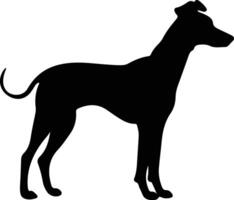 whippet Preto silhueta vetor