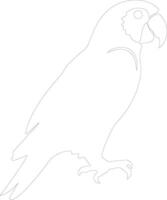 africano cinzento papagaio esboço silhueta vetor