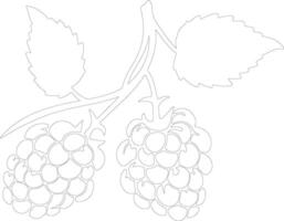marionberry esboço silhueta vetor