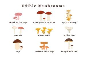 ampla conjunto do comestível cogumelos. isolado vetor ilustração.