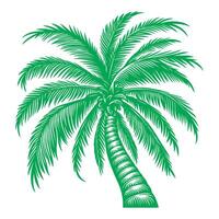 Palma ou coco árvore tropical verde folhas. mão desenhando rabisco esboço estilo vetor ilustração