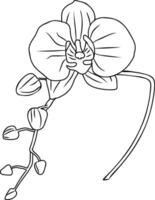 orhid flor dentro uma vetor estilo isolado.