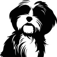 havanese Preto silhueta vetor