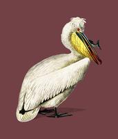 Pelicano (Pelecanus) ilustrado por Charles Dessalines D &#39;Orbigny (1806-1876). Digital reforçada a partir de nossa própria edição de 1892 do Dictionnaire Universel D&#39;histoire Naturelle. vetor