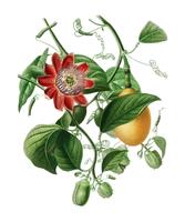 Ailee do Passiflore ilustrado por Charles Dessalines D &#39;Orbigny (1806-1876). Digital reforçada a partir de nossa própria edição de 1892 do Dictionnaire Universel D&#39;histoire Naturelle. vetor