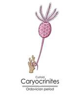 cistóide cariocrinites, a ordovician período criatura vetor