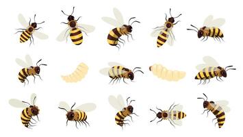 querida abelha erro. alado zumbido vôo inseto, listrado abelha vespa com picada, apicultura hidromel encontro artesanato de mel conceito. vetor desenho animado conjunto