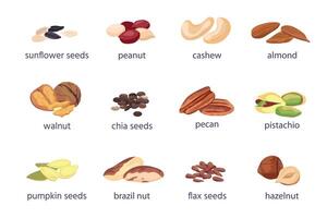 nozes e sementes. avelã, amêndoa, noz e amendoim. girassol, abóbora e chia semente pilha. pistache, caju e Brasil noz ícone vetor conjunto