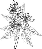 vetor esboço do floração abacate galhos.preto e branco mão desenho.