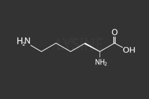 lisina molecular esquelético químico Fórmula vetor