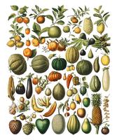 Uma ilustração do vintage de uma grande variedade de frutas e legumes do livro, Nouveau Larousse Illustre (1898), por Larousse, Pierre, Augé e Claude, aumentada Digital pelo rawpixel. vetor