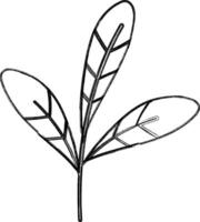 plantar folhas árvore rabisco decoração Projeto. vetor