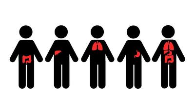 humano do corpo vital órgãos coração, fígado, pâncreas, estômago função vetor
