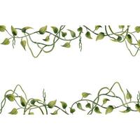 tropical videira lianas horizontal bandeira aguarela vetor ilustração. simples quadro, Armação para orgânico, floral botânico desenhos