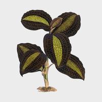 The Golden - Veined Anaectochilus imprimir do livro Gems of Nature e Art (1870), uma estampa de botânica vintage de folhas maravilhosamente coloridas. Digitalmente aprimorada pelo rawpixel. vetor