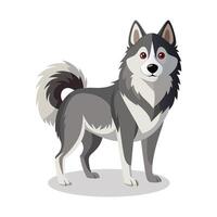 alaskan malamute animal plano ilustração em branco fundo vetor