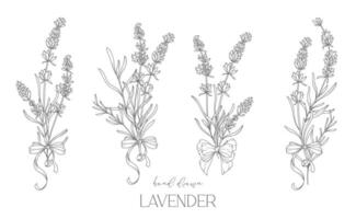 lavanda linha desenho. Preto e branco floral buquês. flor coloração página. floral linha arte. bem linha lavanda ilustração. mão desenhado flores botânico coloração. Casamento convite flores vetor