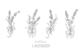 lavanda linha desenho. Preto e branco floral buquês. flor coloração página. floral linha arte. bem linha lavanda ilustração. mão desenhado flores botânico coloração. Casamento convite flores vetor