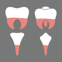Molares, pré-molares, incisivos e canino humano dentes tipos diagrama para Educação finalidades em cinzento fundo vetor