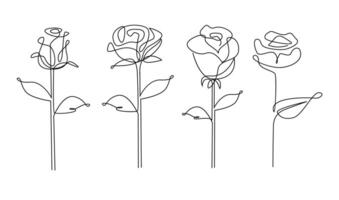 1 linha desenho. jardim rosa com folhas. mão desenhado esboço. vetor