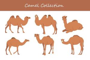 camelo vetor ilustração definir. fofa camelo isolado em branco fundo.