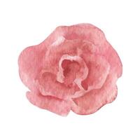 solto aguarela rosas, boho clipart flores floral Casamento ilustração vetor