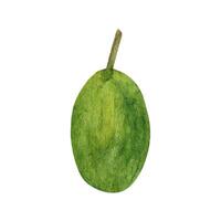 Oliva frutas. aguarela clipart. vetor