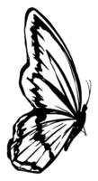 vôo borboleta, inseto animal esboço. mão desenhado vetor ilustração. retro gravação estilo clipart isolado em branco fundo.