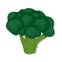 vegetal verde brócolis desenho animado ilustração vetor