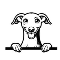Preto e branco italiano galgo cachorro espreitar face ilustração vetor