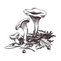 floresta chanterelle cogumelos, musgo e outono folhas. gráfico botânico ilustração mão desenhado dentro Castanho tinta. para receitas, embalagem, outono festival, colheita. isolado composição vetor