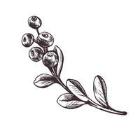 oxicoco raminho com bagas e folhas, floresta, selvagem baga. gráfico botânico ilustração mão desenhado dentro Castanho tinta. isolado objetos vetor