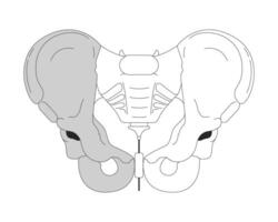 pélvis osso anatomia Preto e branco 2d linha desenho animado objeto. pélvico cinto isolado vetor esboço item. médico cirurgia. estrutura esqueleto humano corpo parte monocromático plano local ilustração